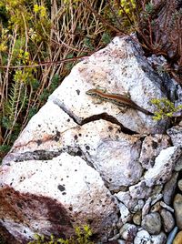 Close-up of lizard on rock in forest