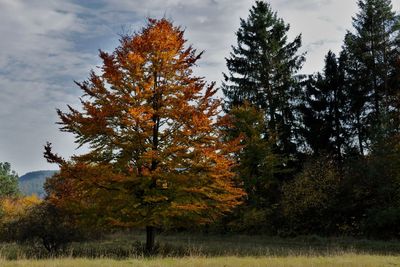 Trees on field against sky during autumn