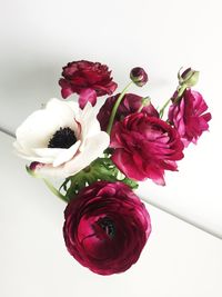 Close-up of red roses against white background