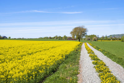 Scenic view of oilseed rape field against sky