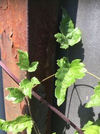 High angle view of ivy growing on wall