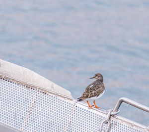 Close-up of birds perching on railing