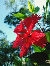 Close-up of red flowers