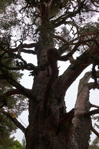 Low angle view of tree against sky