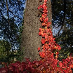 Low angle view of red tree against sky