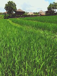 Scenic view of grassy field against sky