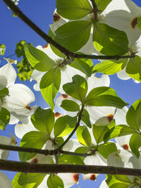 Close-up of fresh green leaves on tree