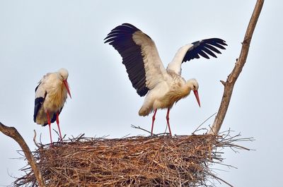 Close-up of storks in nest against clear sky