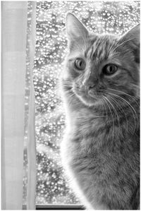 Close-up portrait of cat
