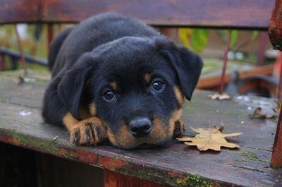 Portrait of rottweiler puppy lying on table at park