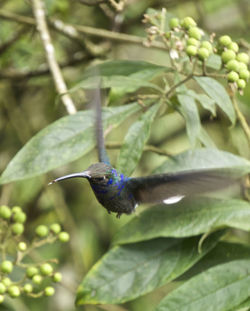 Close-up of green leaves
