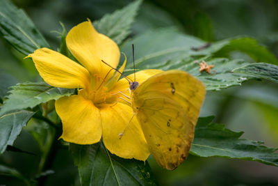 Close-up of yellow flowers blooming outdoors