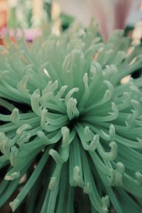 Close-up of flowering plant