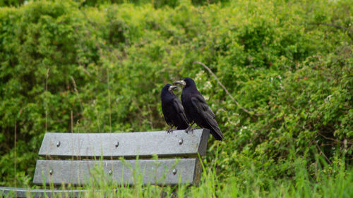 Large black raven crow rook bird close up low angle view 