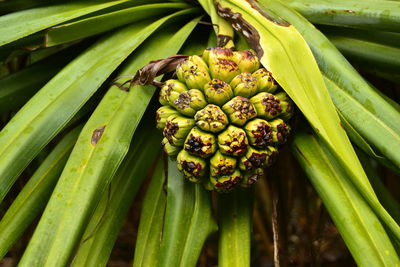 Close-up of fruits growing on plant