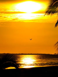 Silhouette of birds flying over sea