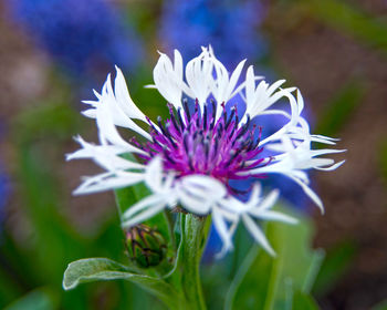 Close-up of purple flower