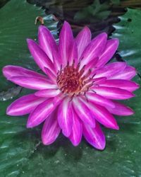 Close-up of raindrops on pink flower