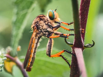 Close-up of insect on plant