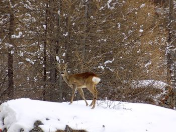 Deer on snow field