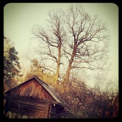 Bare trees against sky