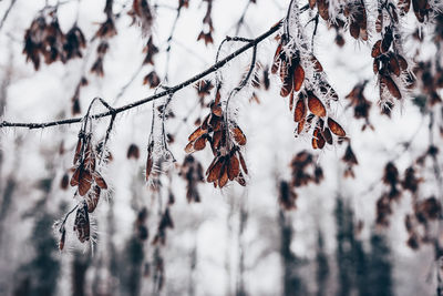 Close-up of snow covered plants against trees