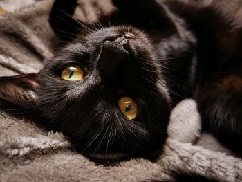 Close-up of black cat