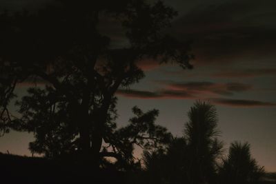 Silhouette trees against sky during sunset