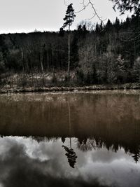 Reflection of trees in water