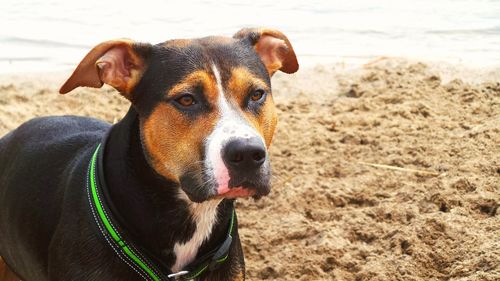 Portrait of dog on beach