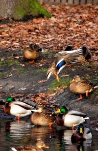 Ducks in lake