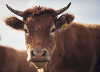 Close-up of cow