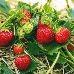 Close-up of strawberries