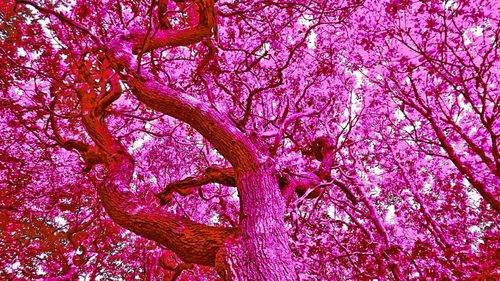 Low angle view of pink flowers