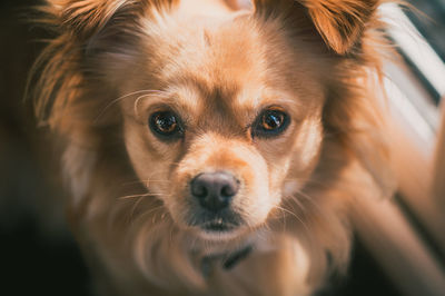 Close-up portrait of dog