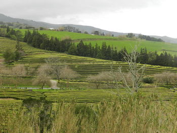 Scenic view of field against sky