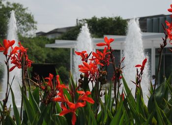 Close-up of red flower