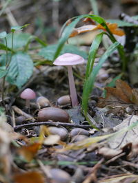 Close-up of fly agaric mushroom