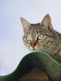 Close-up portrait of a cat