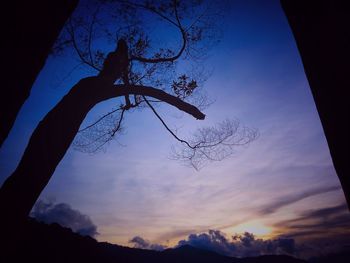 Low angle view of silhouette bare tree against sky