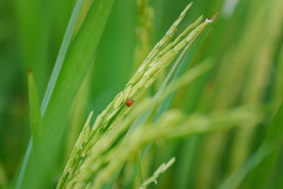 Close-up of wheat growing on farm