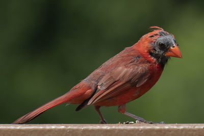 Close-up of bird perching outdoors