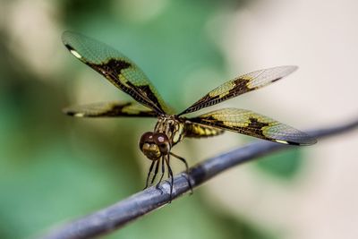 Close-up of insect on leaf