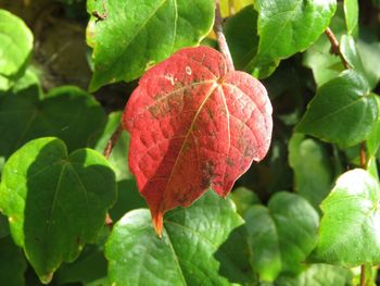 Close-up of red berries on plant