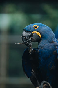 Close-up of a bird