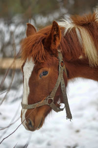 Close-up of a horse in snow