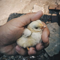 Close-up of hand holding bird