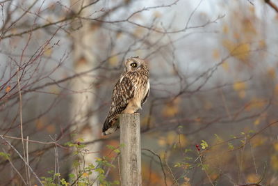 Bird perching on wooden post