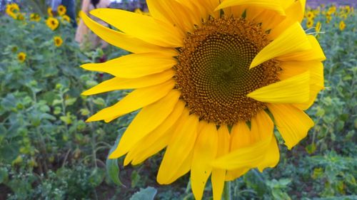 Close-up of sunflower blooming in field