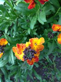 Close-up of yellow flowers blooming outdoors